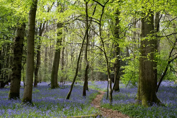 Bluebells Staffhurst Woods Bij Oxted Surrey — Stockfoto