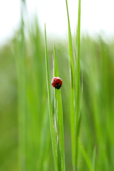 Lady Bug Närbild Skott — Stockfoto