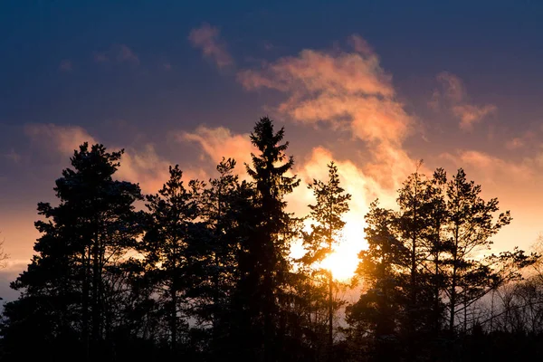 Zachód Słońca Niektórymi Drzewami — Zdjęcie stockowe