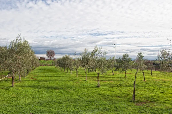 Uma Plantação Oliveiras Uma Fazenda — Fotografia de Stock