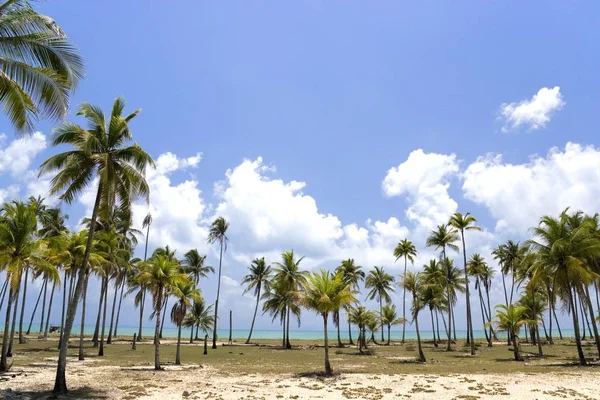 Uma Bela Praia Palmeiras Terengganu Malásia — Fotografia de Stock