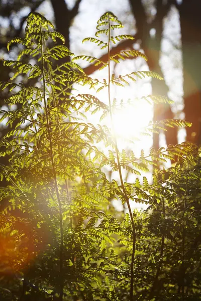 Vackert Solljus Träd Bakgrunden — Stockfoto