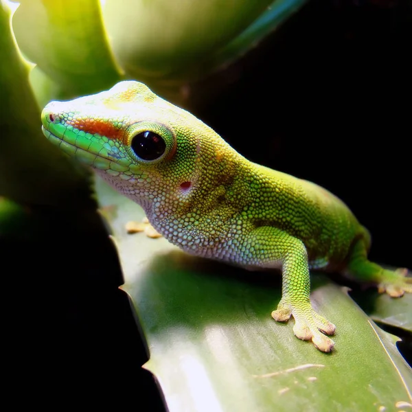 Madagascar Gigante Dia Gecko Pendura Para Fora Seu Tanque — Fotografia de Stock