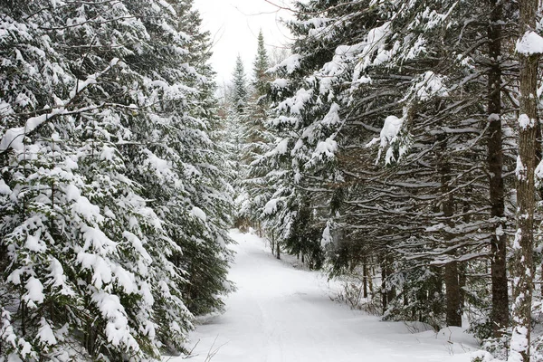 Piękny Krajobraz Boreal Forest Chłodne Zimowe Wieczory Drzew Iglastych Pokryte — Zdjęcie stockowe