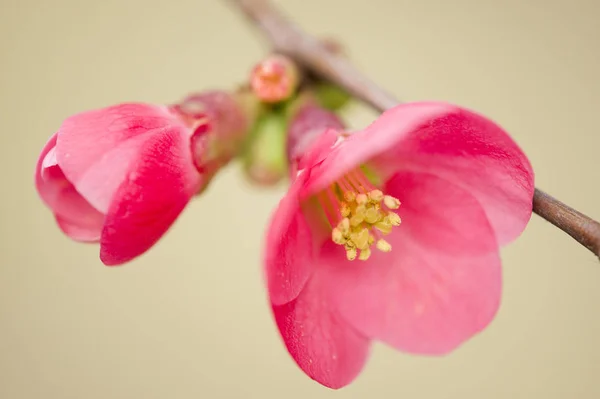 Japán Cseresznyefa Virágok Teljes Virágzás Tavasszal — Stock Fotó