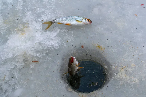 Deporte Invierno Pesca Invierno Aire Libre Hielo — Foto de Stock