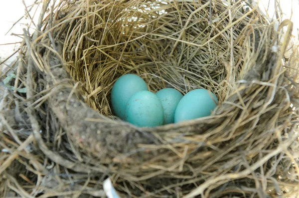 Robins Nidificam Com Ovos Isolado Sobre Fundo Branco — Fotografia de Stock