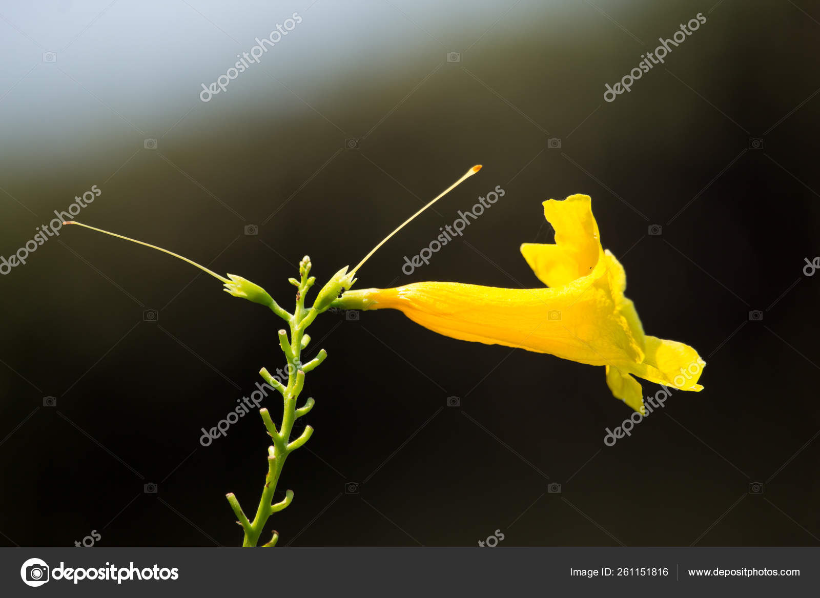 Gros Plan Fleur Jaune Sureau Jaune Cloches Jaunes Trumpetflower Nom image  libre de droit par YAYImages © #261151816