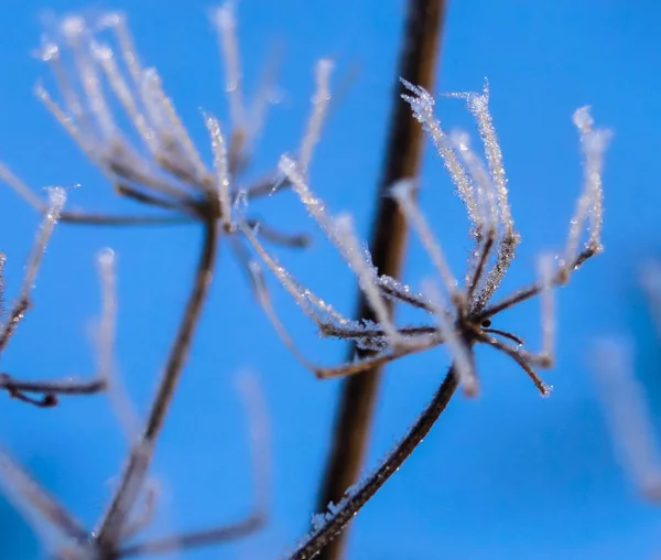 Die Natur Der Winterknospen Der Pflanzen Ist Mit Kleinen Schneeflocken — Stockfoto
