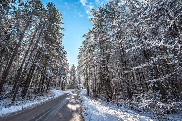 Jasny Słoneczny Mroźny Zimowy Poranek Znajduje Lasy Nanoszone Mrożone Świeży — Zdjęcie stockowe