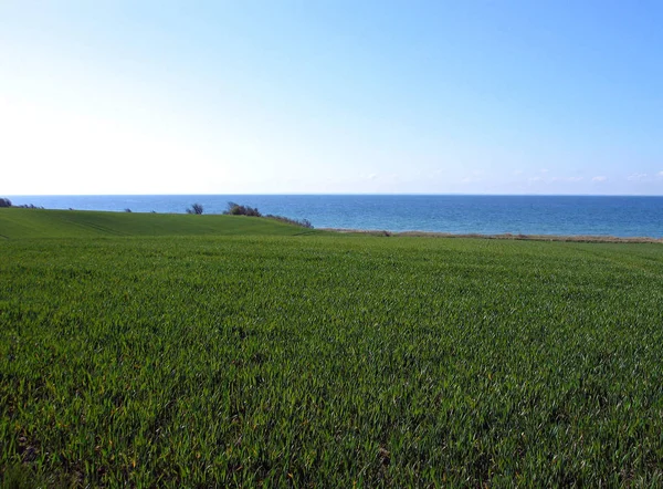 Trigo Verde Archivado Junto Vista Azul Del Océano Fondo — Foto de Stock