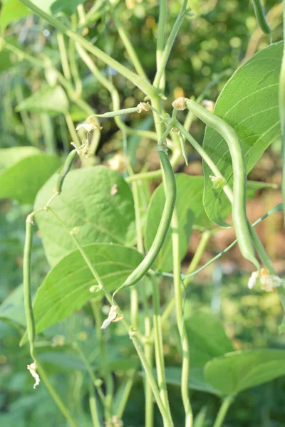 未熟な緑豆のクローズアップはまだ植物に — ストック写真