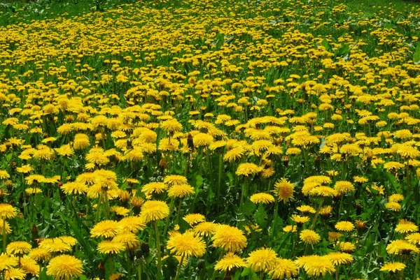 Богатое Поле Многих Одуванчиков Желтые Цветы Зеленой Траве — стоковое фото