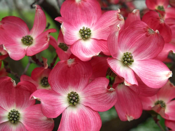 Cornouiller Rose Fleurit Hauteur Printemps — Photo