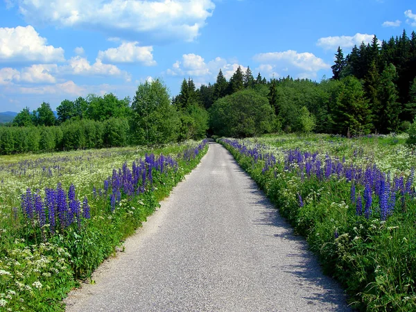 Pequeño Camino Montaña Con Bosque Flores Azules — Foto de Stock