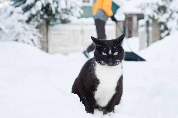 Πλάνο Του Μαύρη Γάτα Κάθεται Στο Χιόνι — Φωτογραφία Αρχείου