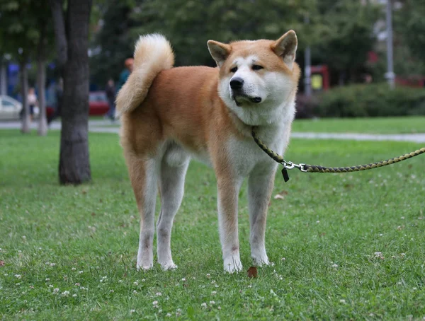 公共の公園で誇らしげにポーズ美しい犬 — ストック写真