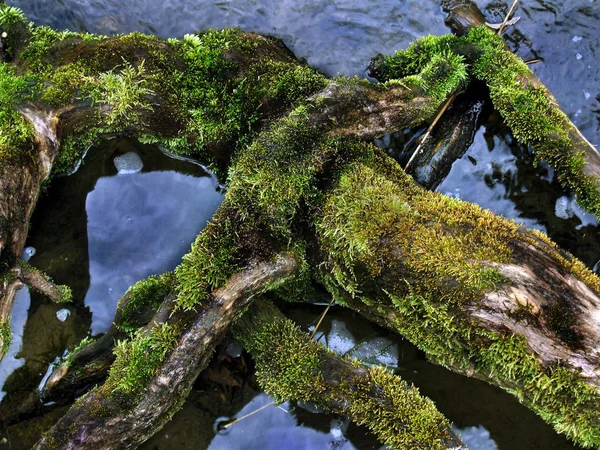 Abstraktion Skapad Naturen — Stockfoto