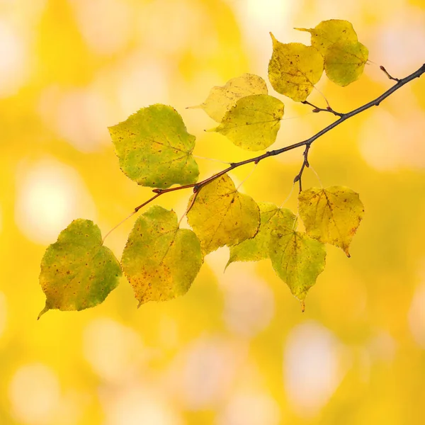美丽树叶在秋天 — 图库照片