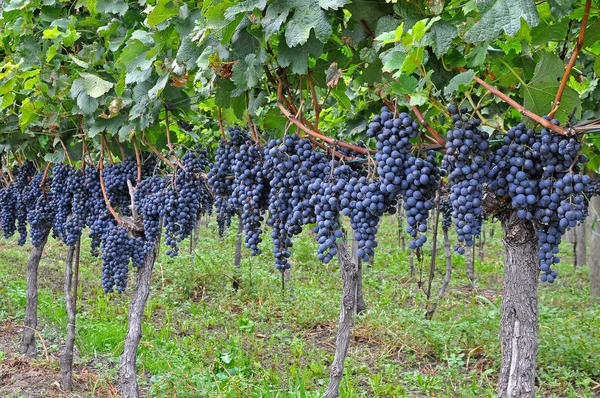 Куча Винограда Плантации Южной Европе — стоковое фото