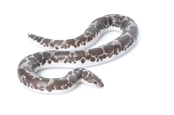 Anery 肯尼亚砂蟒蛇 — 图库照片