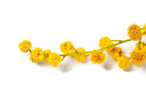 Macro Shot Fiore Mimosa Fiore Con Polline Fondo Bianco — Foto Stock