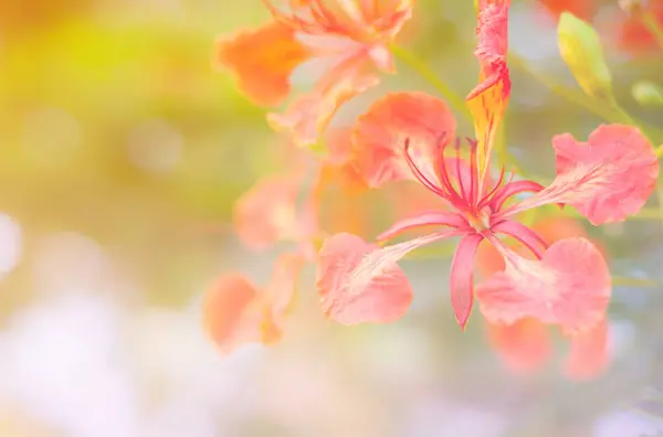 Όμορφο Λουλούδι Όμορφη Φύση Φόντο Bokeh — Φωτογραφία Αρχείου