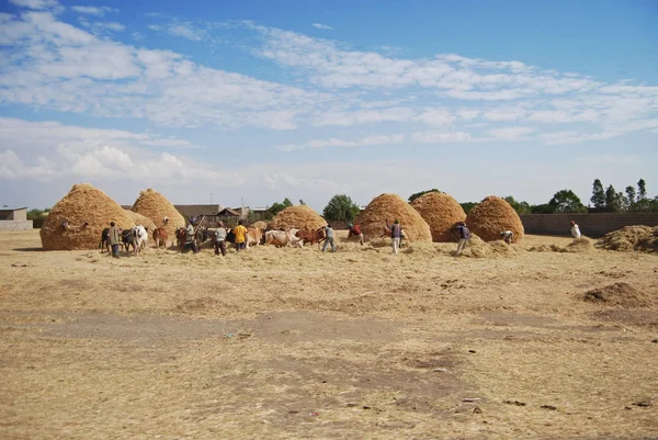 Agricultores Que Trabajan Campo Etíope — Foto de Stock