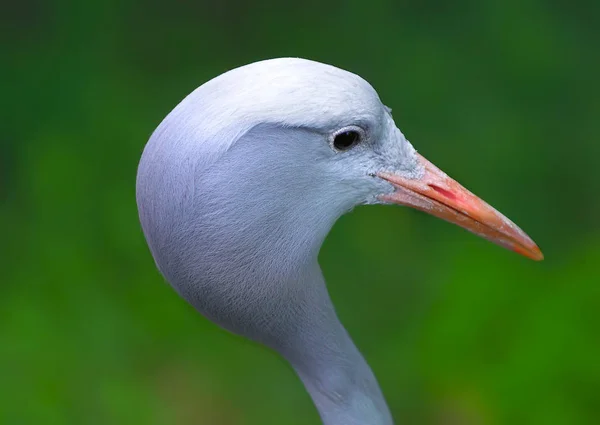 Head Rare Blue Crane Anthropoides Paradisea — Stock Photo, Image