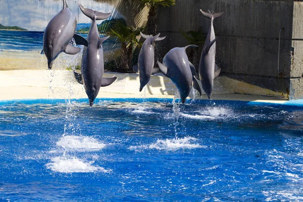 Delfino Salta Fuori Dall Acqua Mare — Foto Stock