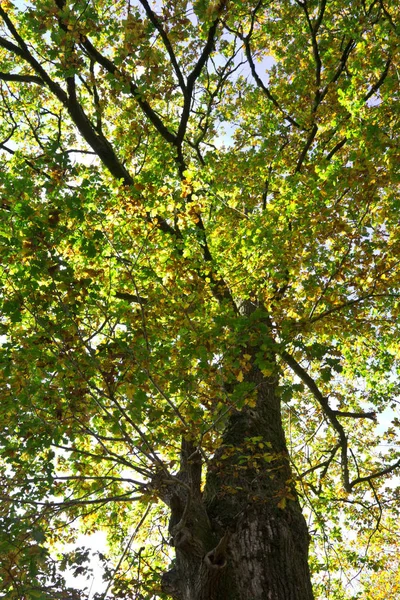 Roble Alto Luz Del Sol Mañana — Foto de Stock