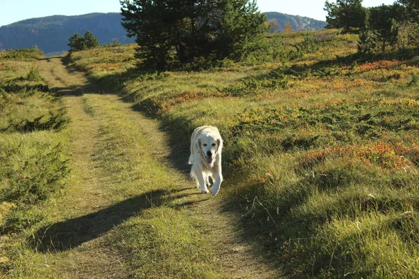 Altın Retriever Hund Köpek — Stok fotoğraf