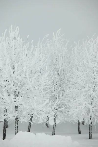Zimní Stromy Sněhu Bílé Pozadí — Stock fotografie