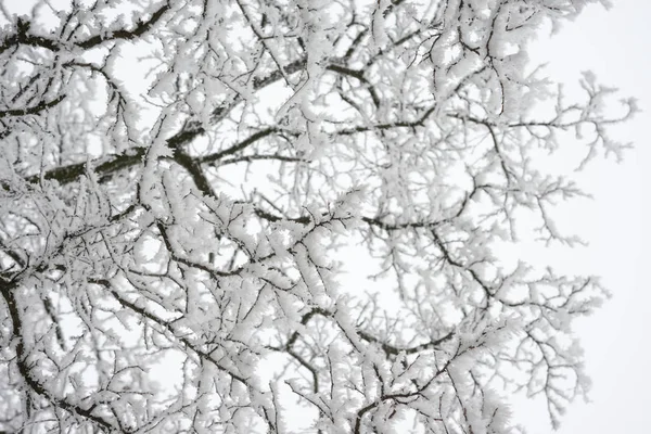 Inverno Fundo Natal Foto Close Ramos Árvores Cobertos Com Geada — Fotografia de Stock