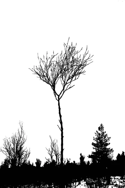 Σιλουέτα Δέντρου Λευκό Φόντο — Φωτογραφία Αρχείου