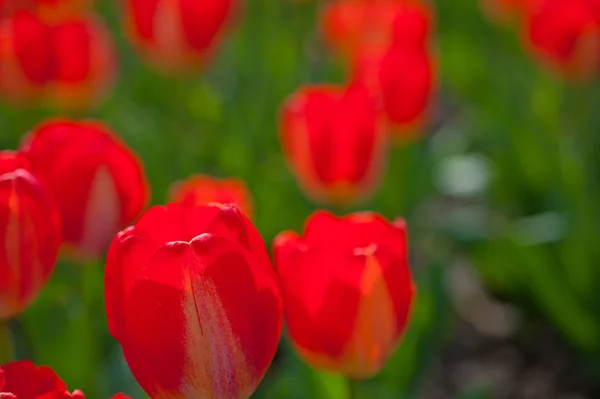 Барвисті Тюльпани Квіти Поле Весняний Час Низьким Сонцем — стокове фото