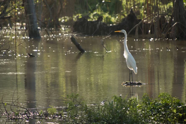 Een Witte Reiger Staat Rechtop Met Nek Recht Een Stuk — Stockfoto