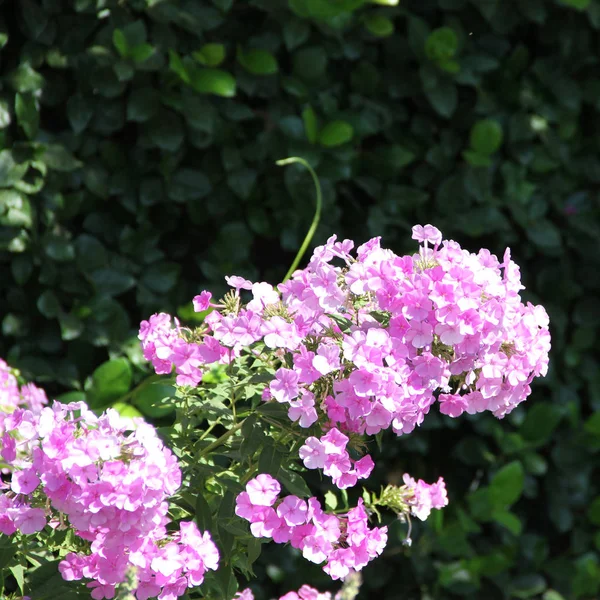 Hermosas Flores Rosadas Primer Plano Del Jardín —  Fotos de Stock