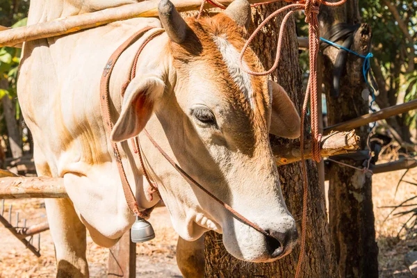 Cows Thailand Artificial Insemination Fertilization Agriculture Reproduction Farming — Stock Photo, Image