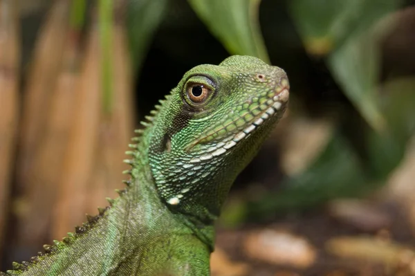 Retrato Colorido Uma Iguana — Fotografia de Stock