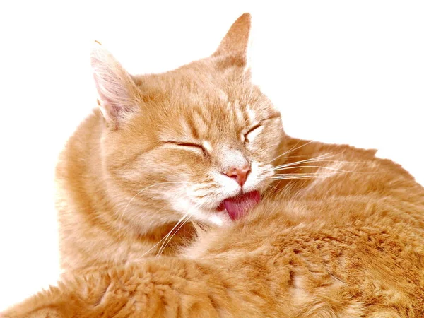Ginger Cat Limpiándose — Foto de Stock