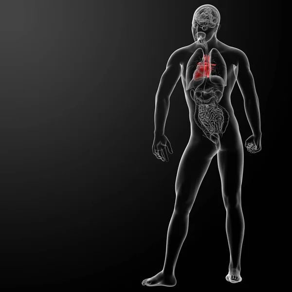 Render Insan Kalp Anatomi Arkadan Görünüm — Stok fotoğraf