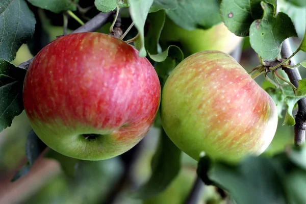 Green Red Apple Hanging Tree — Stock Photo, Image