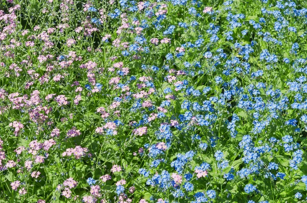 Dos Colores Flores Fondo Verde —  Fotos de Stock