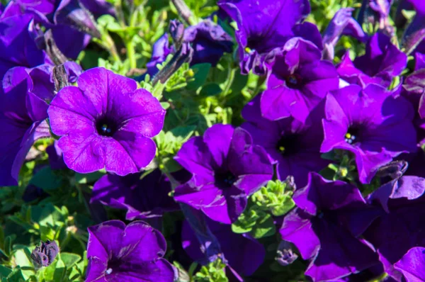 Petunia Red Petunia Petunia Ramblin White Pink White Petunia Red — Stock Photo, Image