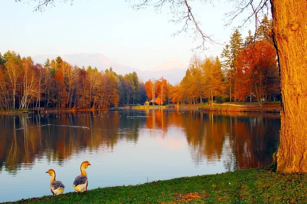 Schöne Kanadagänse Herbstpark Mit Enten Auf Dem See — Stockfoto