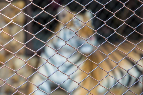 Kafes Hayvan Vahşi Yaşam Değil — Stok fotoğraf