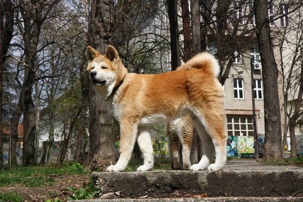 公共の公園で歩いている秋田犬子犬 — ストック写真