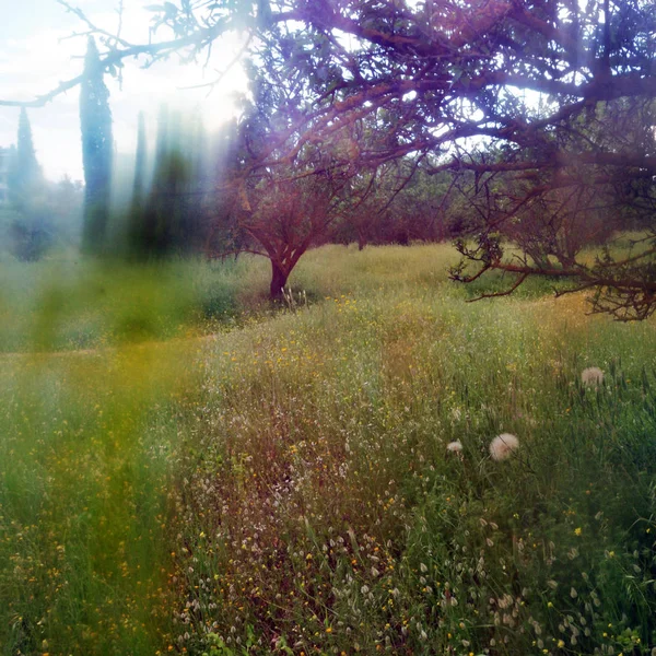 Spring Landscape Distorted Painted Glass Wild Flowers Light Leak Abstraction — Stock Photo, Image
