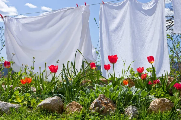 Rode Tulpen Een Bloembed Schoon Wasgoed Een Waslijn — Stockfoto